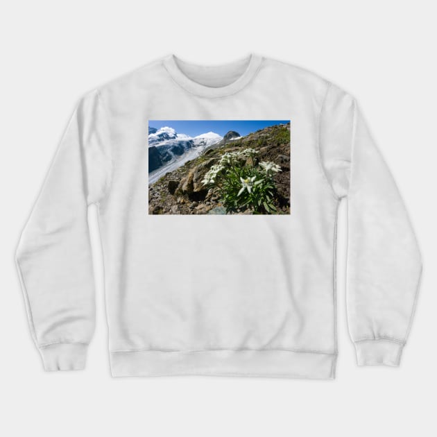 Edelweiss and glacier (C007/0409) Crewneck Sweatshirt by SciencePhoto